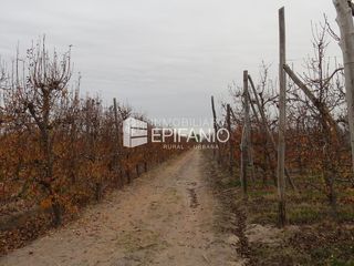 Foto 3 de Chacra en Mainque - Excelente Producción - Venta  - R013