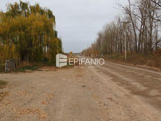 Foto 2 de Chacra en Mainque - Excelente Producción - Venta  - R013