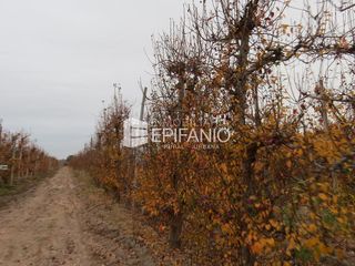 Foto 5 de Chacra en Mainque - Excelente Producción - Venta  - R013