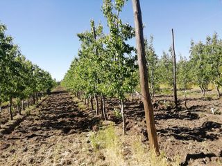 Foto 8 de Chacra en Mainque - Excelente Producción - Venta  - R013