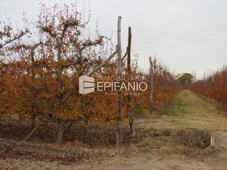 Foto 9 de Chacra en Mainque - Excelente Producción - Venta  - R013