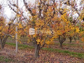 Foto 4 de Chacra en Mainque - Excelente Producción - Venta  - R013