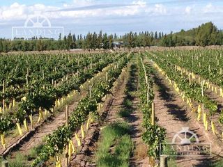 Foto 3 de Campo - Finca Productiva de 5 has, finca boutique, viñedo Malbec