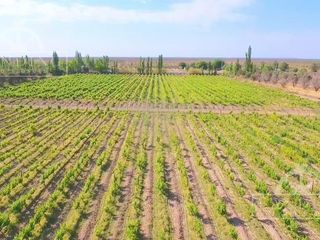 Foto 7 de Campo - Finca Productiva de 5 has, finca boutique, viñedo Malbec