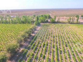 Foto 9 de Campo - Finca Productiva de 5 has, finca boutique, viñedo Malbec