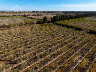 Foto 4 de Campo - Finca Productiva de 5 has, finca boutique, viñedo Malbec