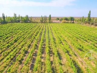 Foto 10 de Campo - Finca Productiva de 5 has, finca boutique, viñedo Malbec
