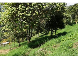Foto 8 de Lote en Parcelacion San Jose de Las Aguas-La Estrella Antioquia