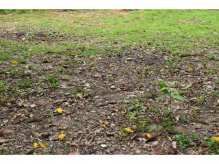 Foto 8 de LOTE PARA LA VENTA EN RICAURTE CUNDINAMARCA.