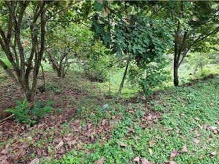 Foto 7 de VENTA FINCA EN MESITAS DEL COLEGIO