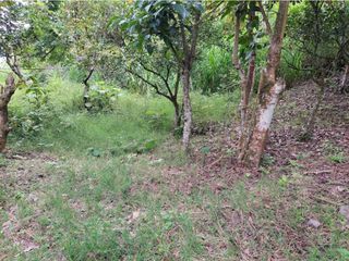 Foto 50 de VENTA FINCA EN MESITAS DEL COLEGIO