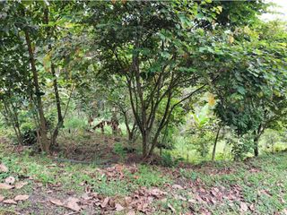 Foto 10 de VENTA FINCA EN MESITAS DEL COLEGIO