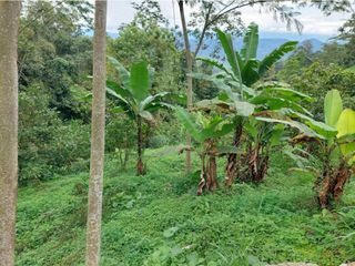 Foto 4 de VENTA FINCA EN MESITAS DEL COLEGIO