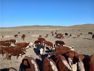 Foto 6 de CAMPO EN VENTA 281 HECTAREAS EN SAN LUIS APTO GANADERIA AGRICULTURA