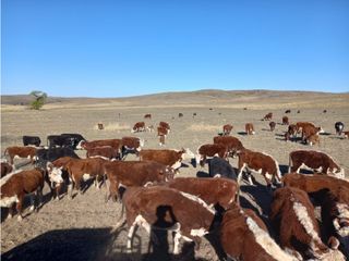 Foto 5 de CAMPO EN VENTA 281 HECTAREAS EN SAN LUIS APTO GANADERIA AGRICULTURA