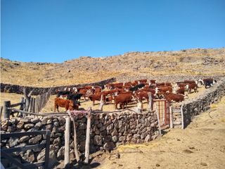 Foto 4 de CAMPO EN VENTA 281 HECTAREAS EN SAN LUIS APTO GANADERIA AGRICULTURA
