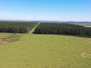 Se Vende Campo Ganadero de 450ha en Corrientes, Argentina