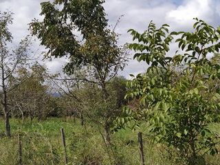Foto 7 de Hermoso Campo de 5 hectareas con Nogales, Hermosa vista a la Montaña!!