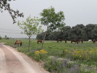 Foto 33 de Campo en Alquiler en Asociación Argentina de Polo, Pilar GBA Norte - 6 ambientes