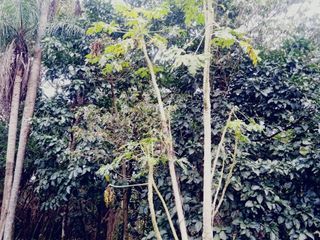 Foto 8 de Terreno de 15mil m2 en venta en San Jose Barrio Don Bosco - Misiones