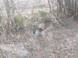 Foto 6 de Chacra en Venta en Cerrillos