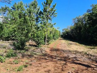 Foto 7 de Se vende 29 ha. con 4 ha de Yerba Mate. Gobernador Roca Misiones