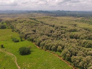 Foto 1 de Venta de Terreno de 430 Has Balzar Bosque de Teca SanS