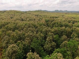 Foto 7 de Venta de Terreno de 430 Has Balzar Bosque de Teca SanS