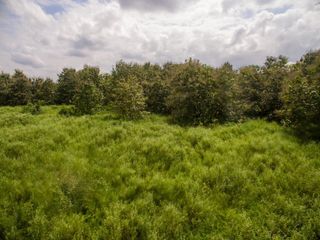 Foto 15 de Venta de Terreno de 430 Has Balzar Bosque de Teca SanS