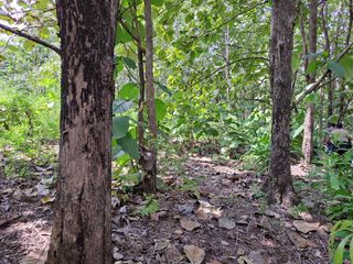Foto 14 de Venta de Terreno de 430 Has Balzar Bosque de Teca SanS