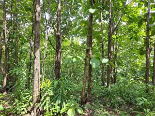 Foto 2 de Venta de Terreno de 430 Has Balzar Bosque de Teca SanS