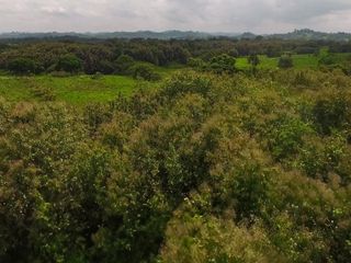 Foto 8 de Venta de Terreno de 430 Has Balzar Bosque de Teca SanS