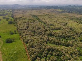 Foto 5 de Venta de Terreno de 430 Has Balzar Bosque de Teca SanS