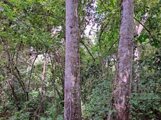 Foto 4 de Venta de Terreno de 430 Has Balzar Bosque de Teca SanS