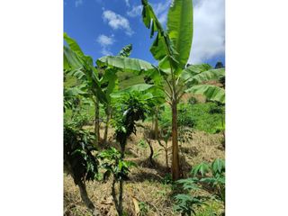 Foto 11 de VENDO FINCA EN PACHO-CUNDINAMARCA