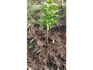 Foto 7 de VENDO FINCA EN PACHO-CUNDINAMARCA