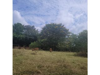 Foto 5 de Lote para la venta en el sector del club wembley- pance, Cali!!