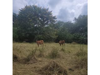 Foto 20 de Lote para la venta en el sector del club wembley- pance, Cali!!