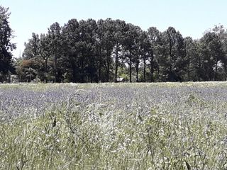 Foto 4 de Terreno - Manzanares