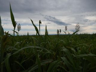 Foto 9 de Campo  con infraestructura -Gral.Alvear- Mendoza