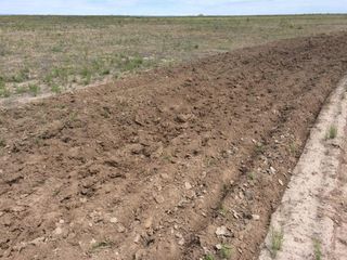 Foto 5 de Campo  con infraestructura -Gral.Alvear- Mendoza