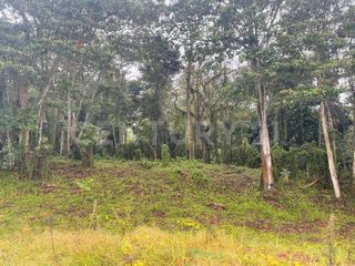 Foto 11 de VENDO 4 LOTES SEGUIDOS DESDE 11.500m2 a 15.570m2 EN SUBIA SILVANIA,CUNDINAMARCA