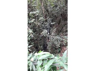 Foto 1 de SE VENDE FINCA EN PIJAO, QUINDIO, COLOMBIA