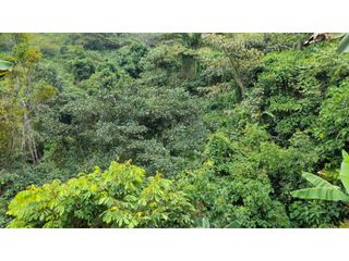Foto 5 de SE VENDE FINCA EN PIJAO, QUINDIO, COLOMBIA