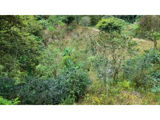 Foto 18 de SE VENDE FINCA EN PIJAO, QUINDIO, COLOMBIA