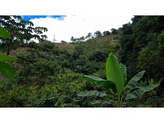 Foto 20 de SE VENDE FINCA EN PIJAO, QUINDIO, COLOMBIA