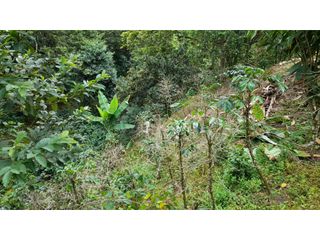 Foto 17 de SE VENDE FINCA EN PIJAO, QUINDIO, COLOMBIA