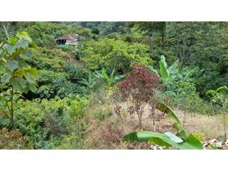 Foto 4 de SE VENDE FINCA EN PIJAO, QUINDIO, COLOMBIA