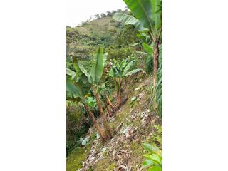 Foto 13 de SE VENDE FINCA EN PIJAO, QUINDIO, COLOMBIA