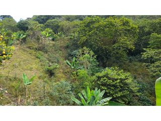 Foto 14 de SE VENDE FINCA EN PIJAO, QUINDIO, COLOMBIA